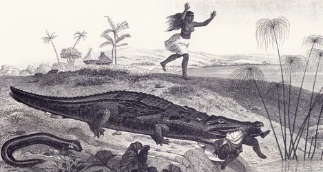 Un crocodile attrape un enfant dans un village africain